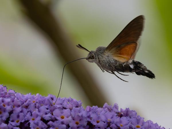 Kolibrievlinder (Macroglossum stellatarum)